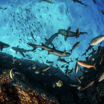 National Geographic Pristine Seas: Live from the Federated States of Micronesia